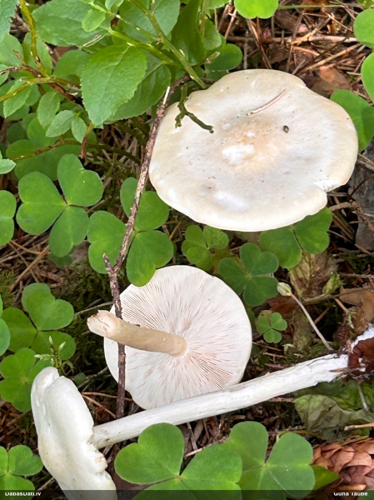 Plankumainā vērdiņsēne