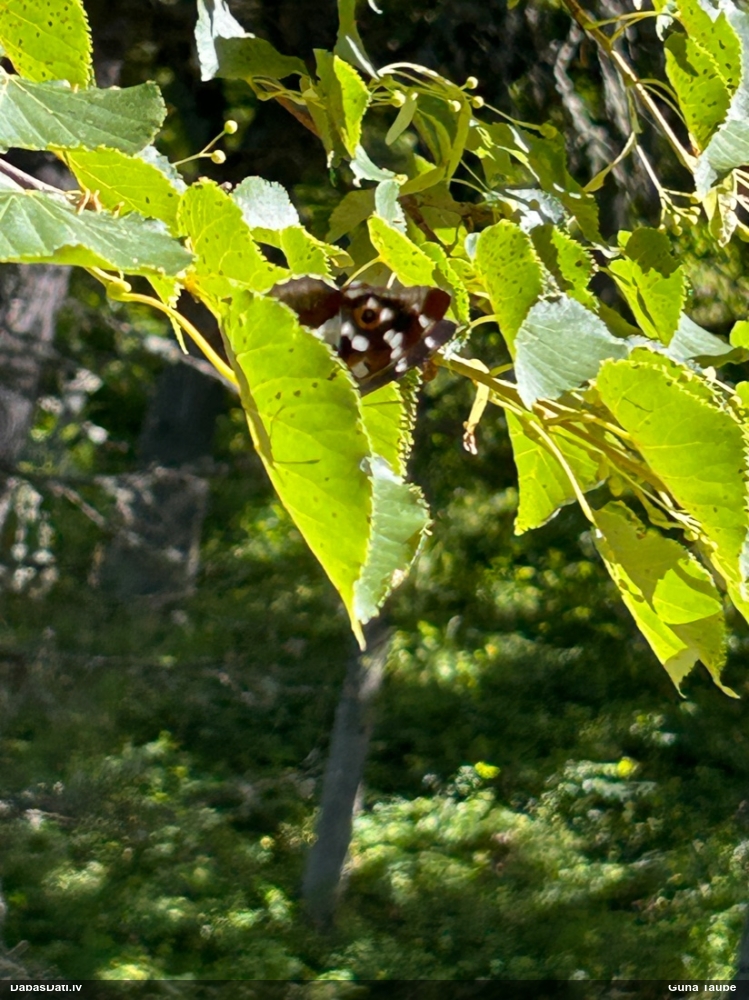 Kārklu zaigraibenis