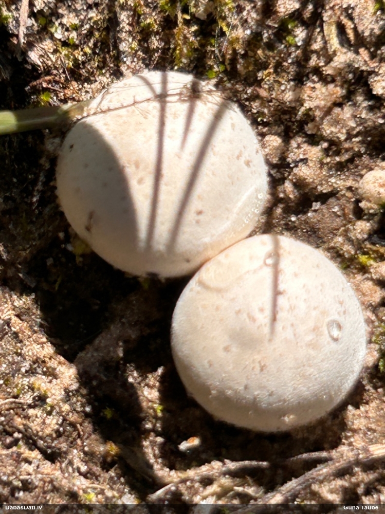 Pūpēdis (nenoteikts)