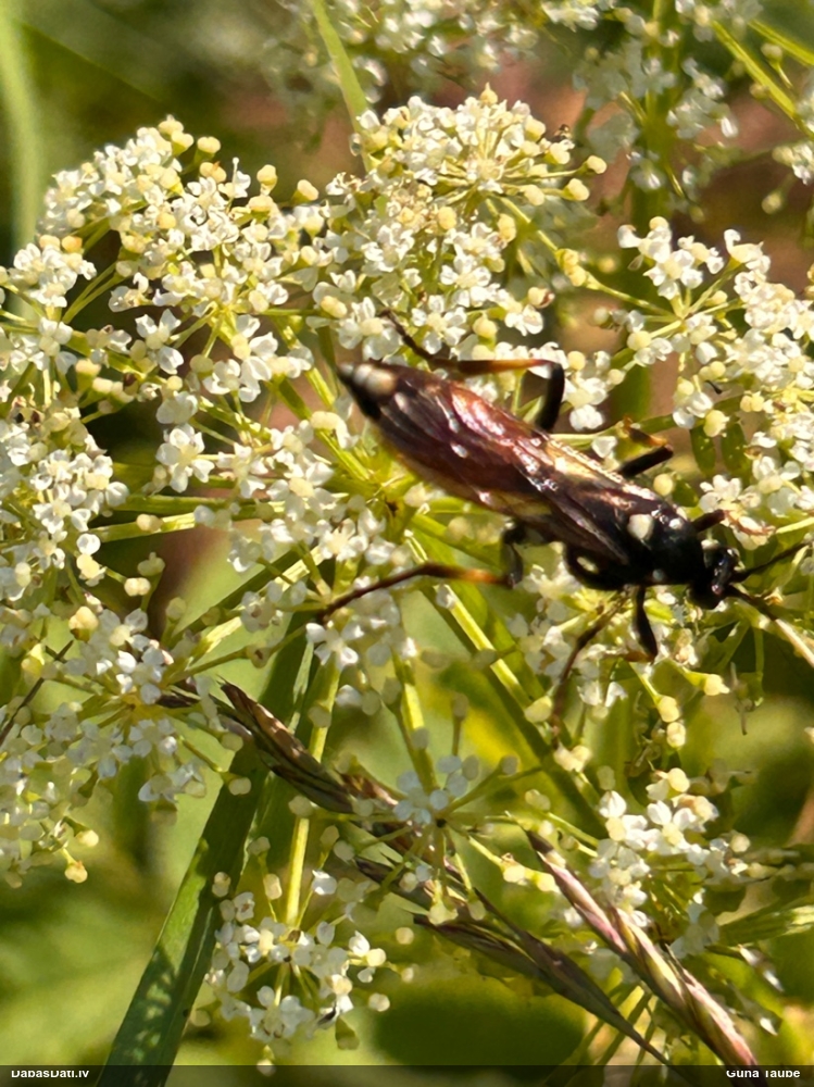 Jātnieciņš (nenoteikts)