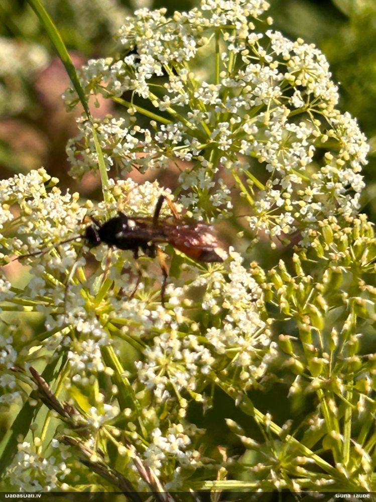 Jātnieciņš (nenoteikts)