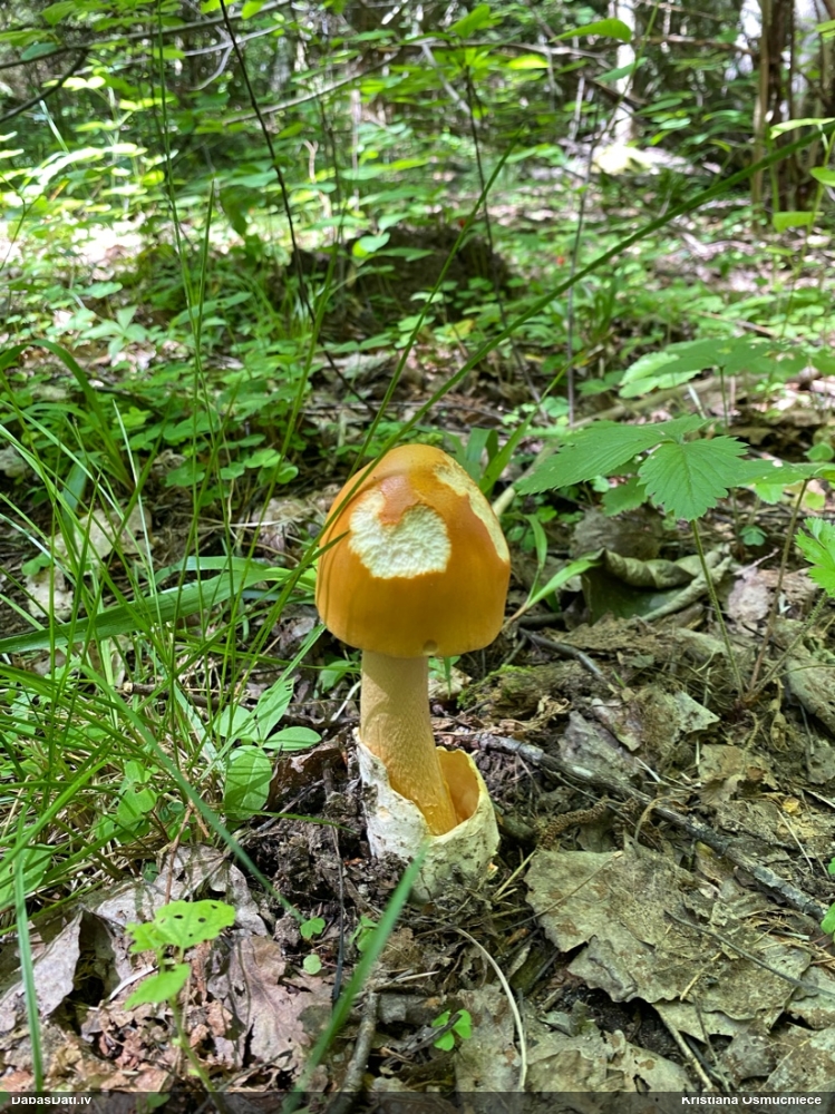 Oranžā makstsēne