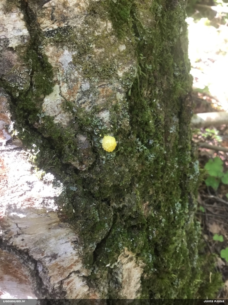 Dzeltenais ragansviests