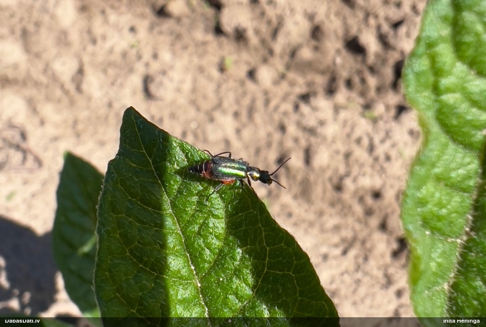 Māņmīkstspārnis Malachius bipustulatus