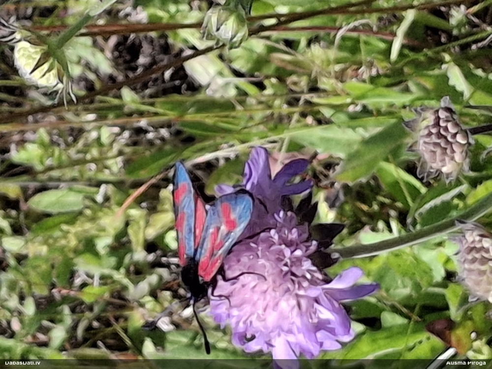 Raibspārnis Zygaena sp.