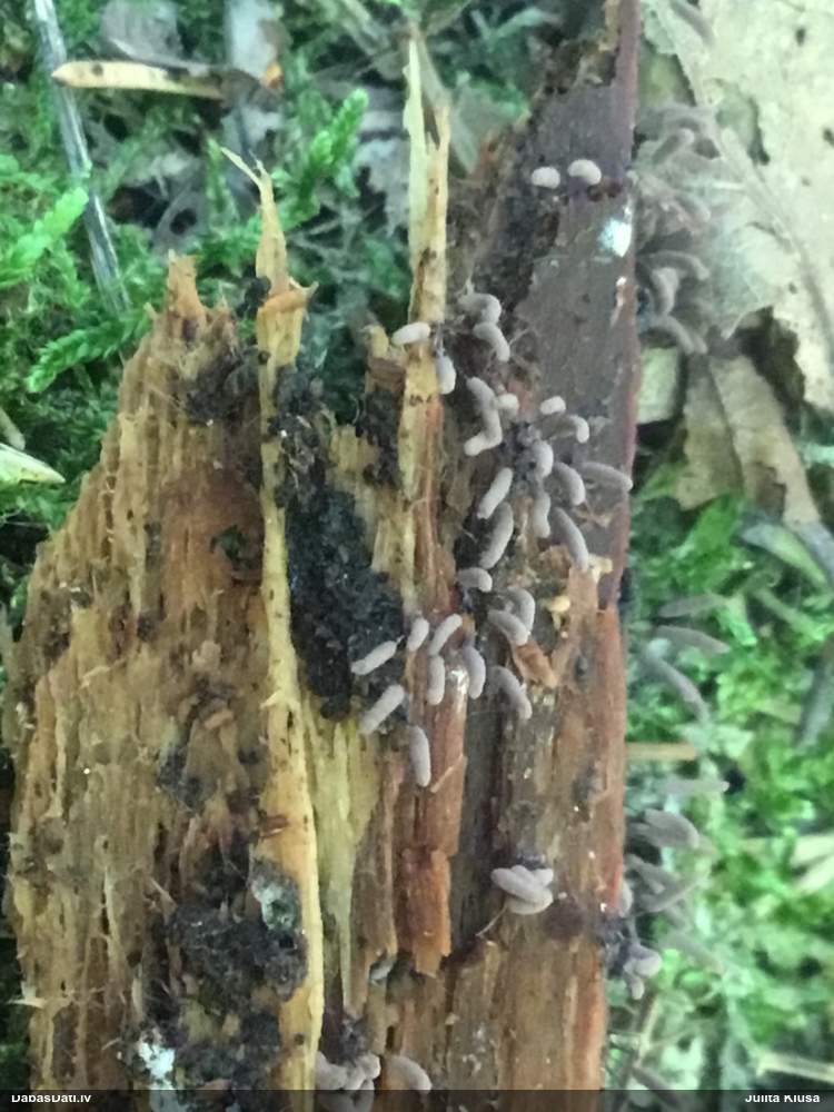 Cilindrīte (nenoteikta)