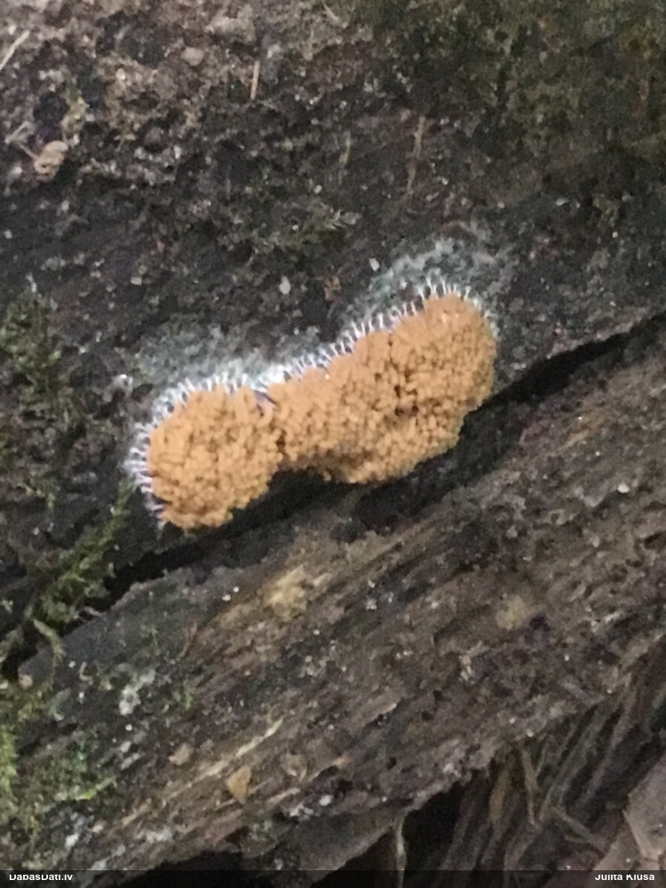 Bēšā arcīrija