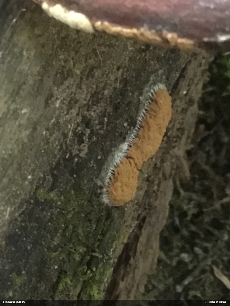 Bēšā arcīrija