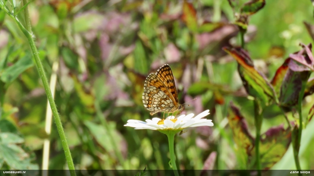 Parastais pļavraibenis