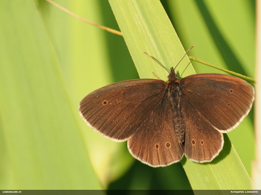 Parastais samtenis