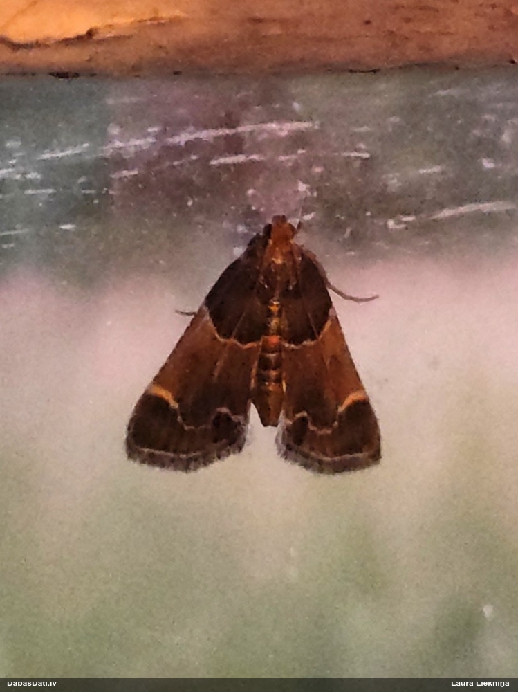 Svilnis Pyralis farinalis
