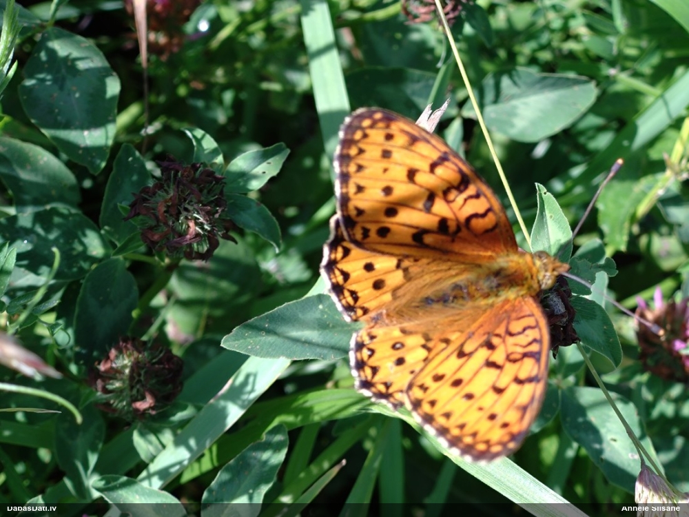 Parastais perlamutra raibenis