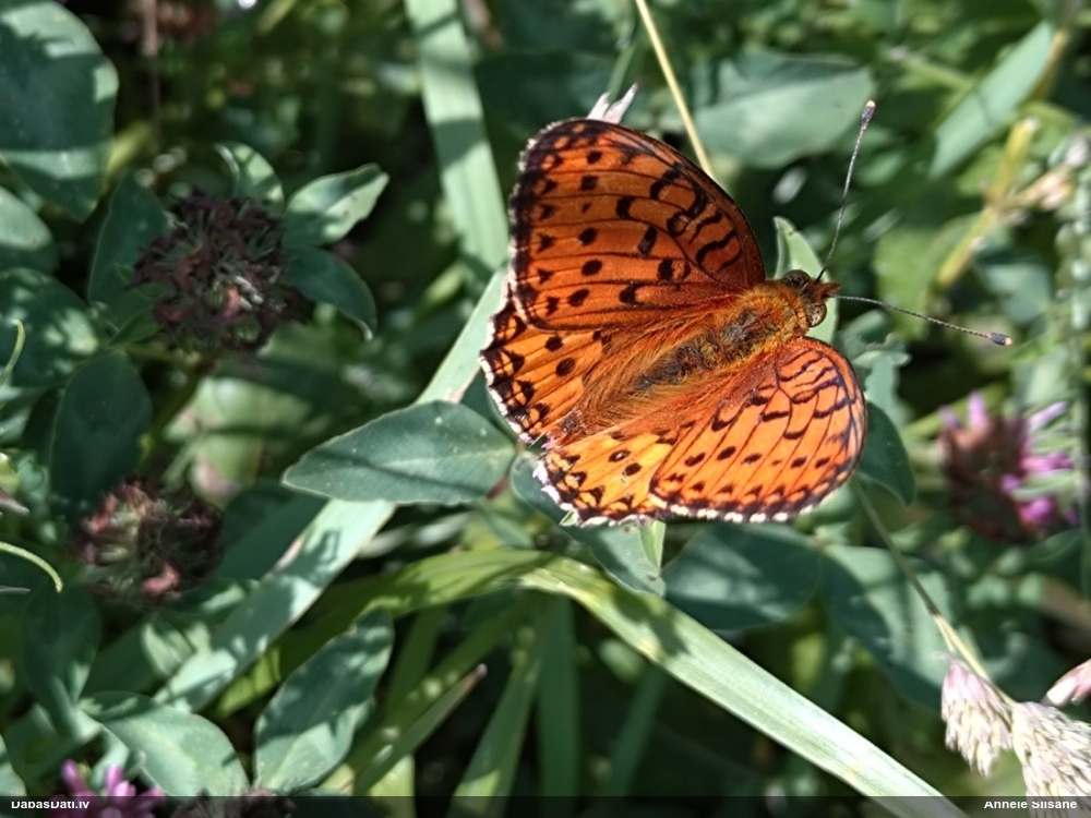 Parastais perlamutra raibenis