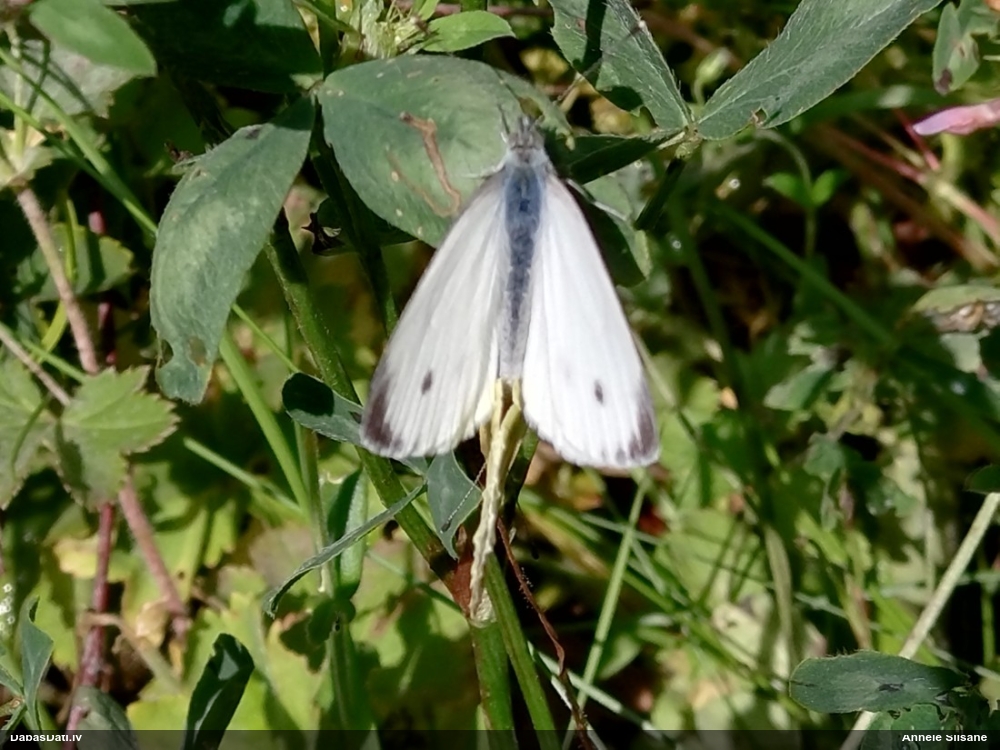 Kāļu baltenis