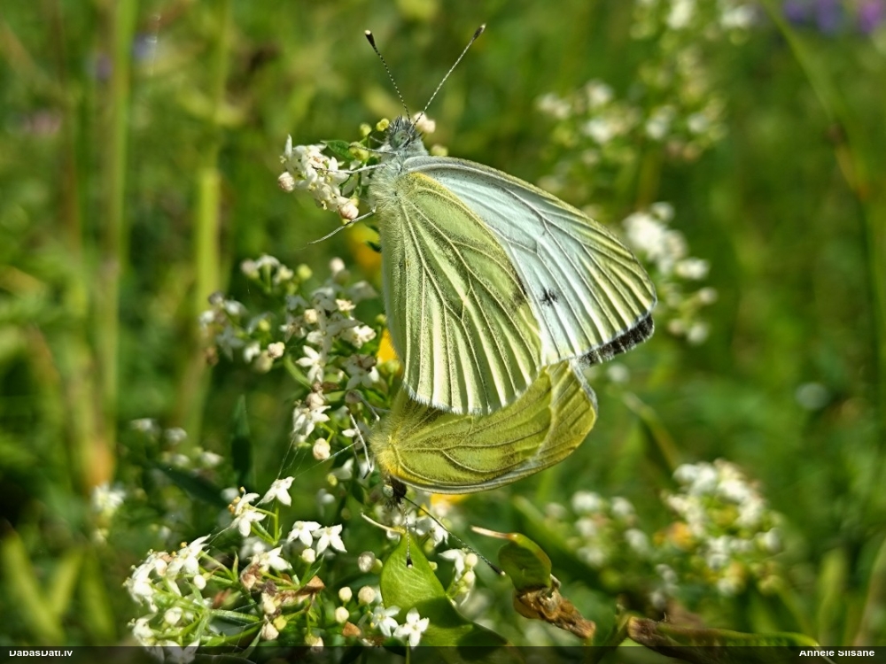 Kāļu baltenis