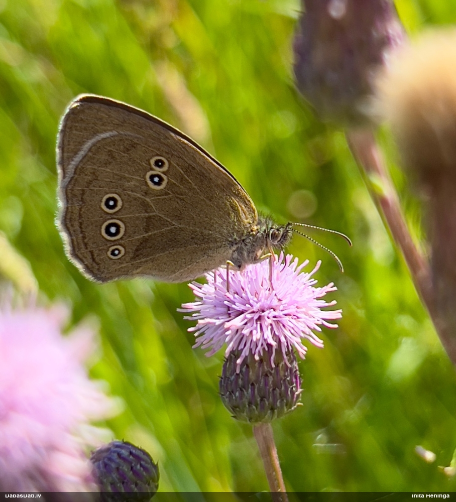 Parastais samtenis