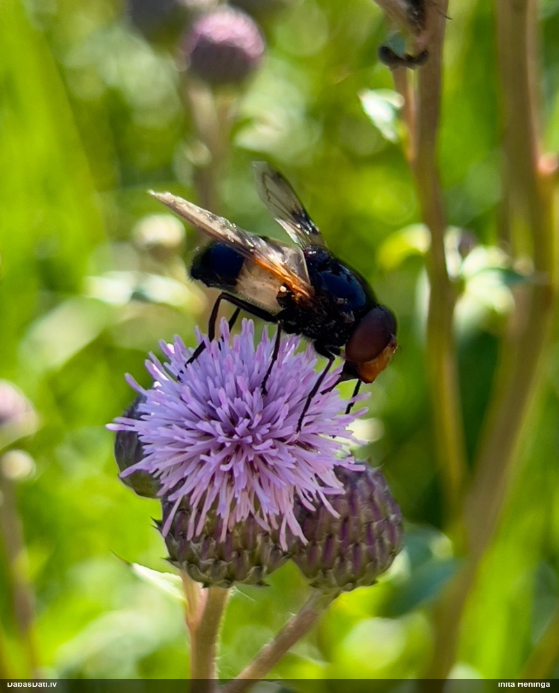 Ziedmuša Volucella pellucens