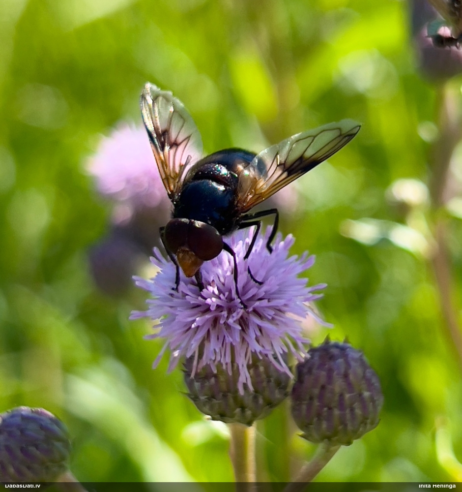 Ziedmuša Volucella pellucens
