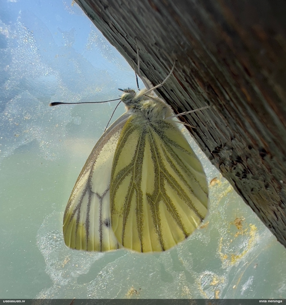 Kāļu baltenis