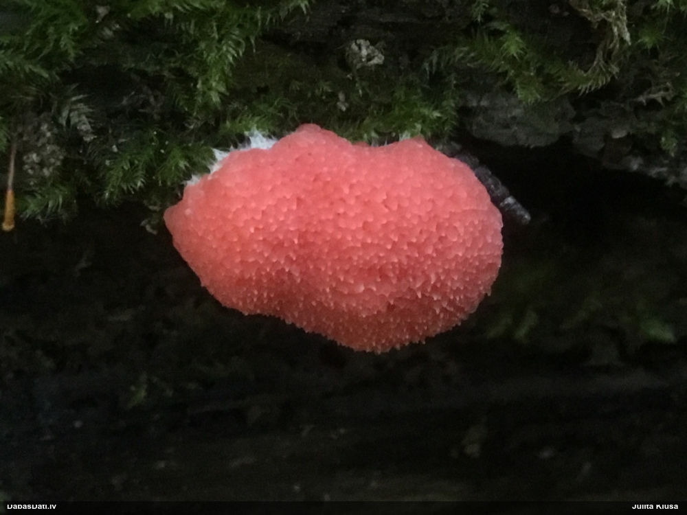 Spicā aveņgļotsēne