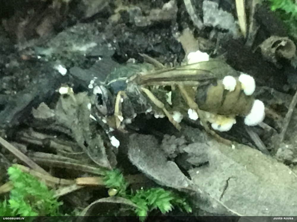 Kukaiņpelējums Entomophthora muscae
