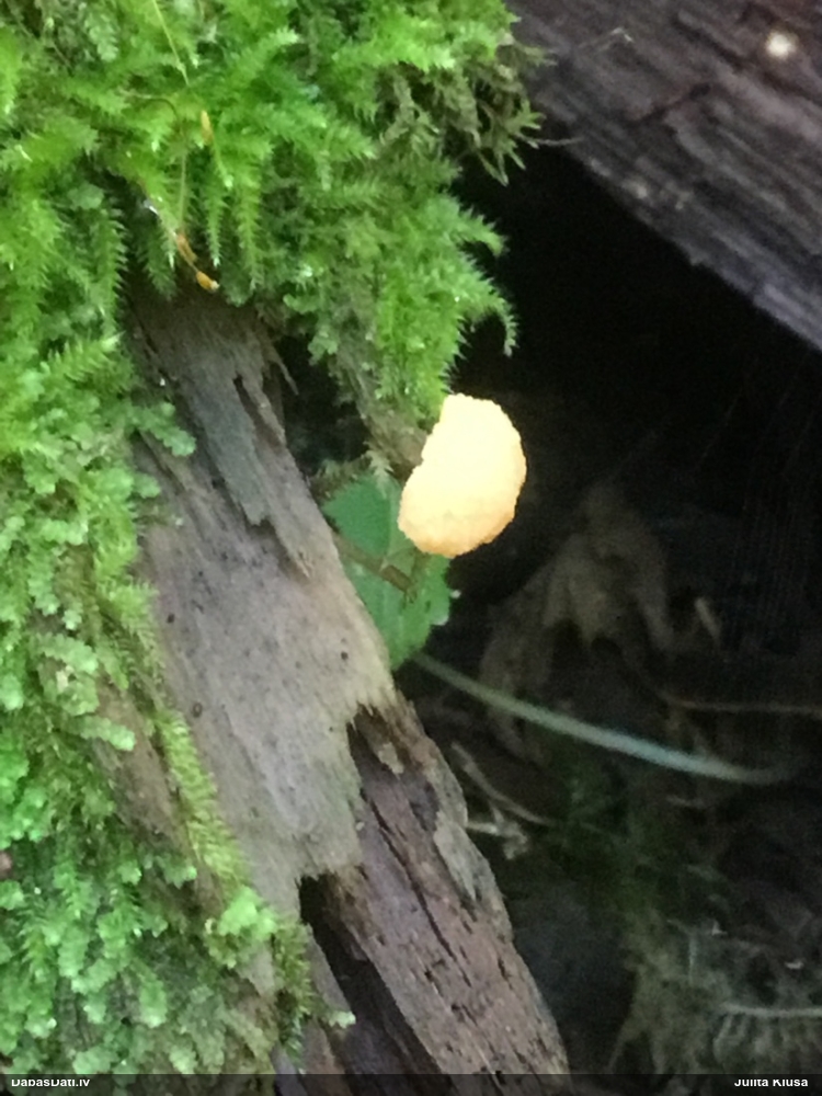 Aveņgļotsēne (nenoteikta)