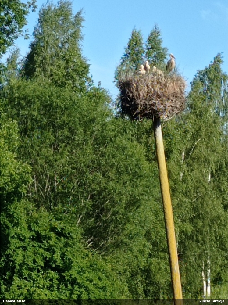 белый аист