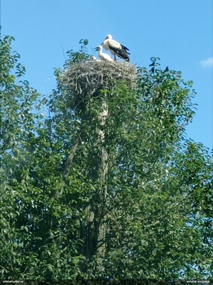 белый аист