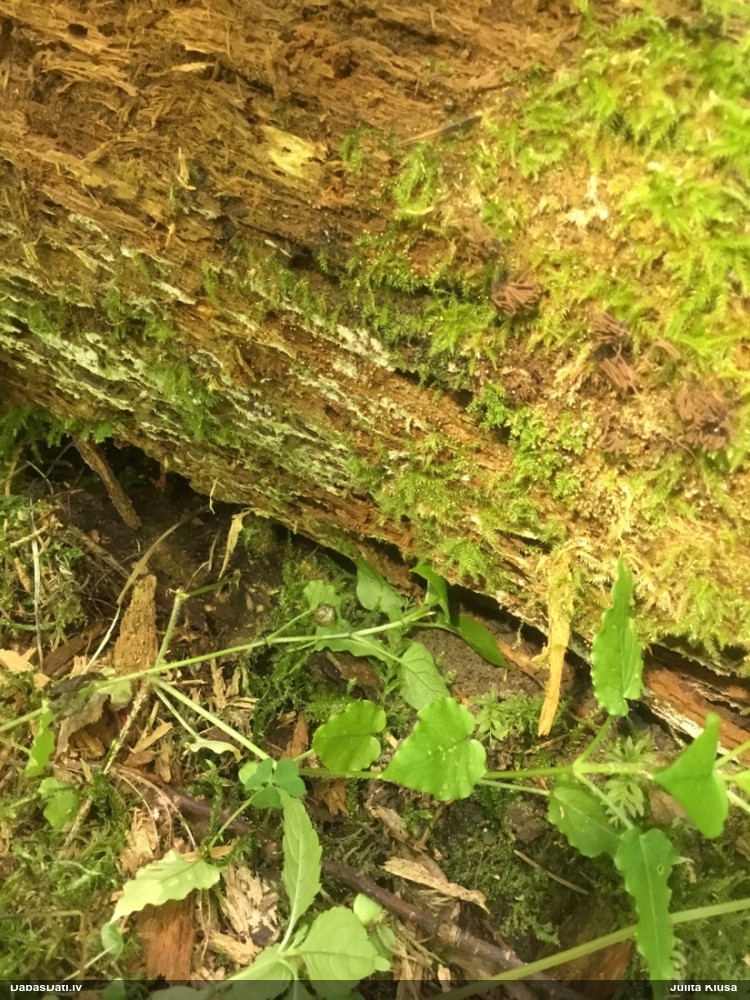 Purpura kribrārija