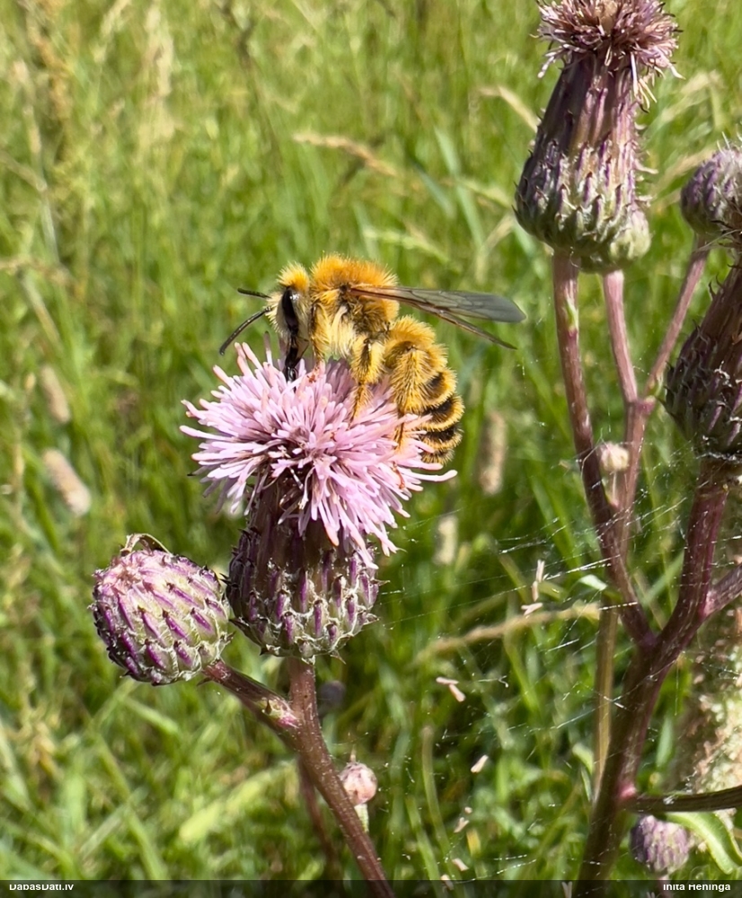 Grumbuļbite Dasypoda hirtipes