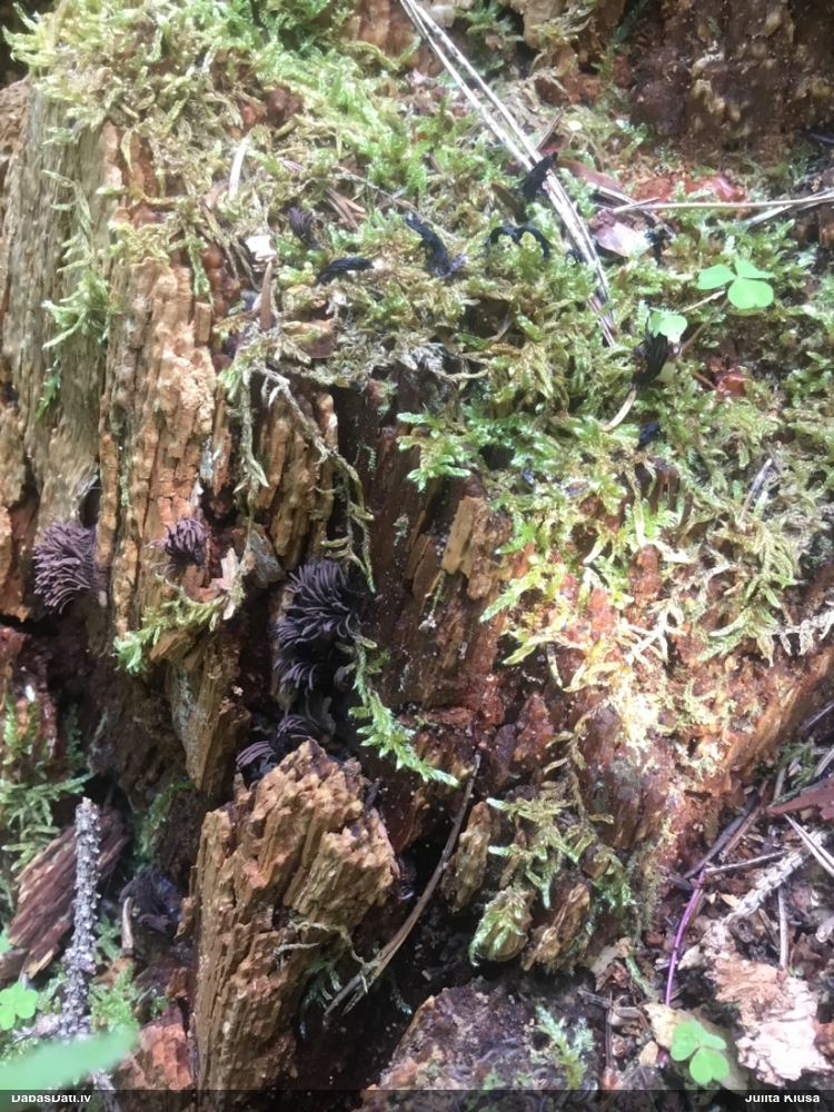 Tumsnējā šokolādes gļotsēne