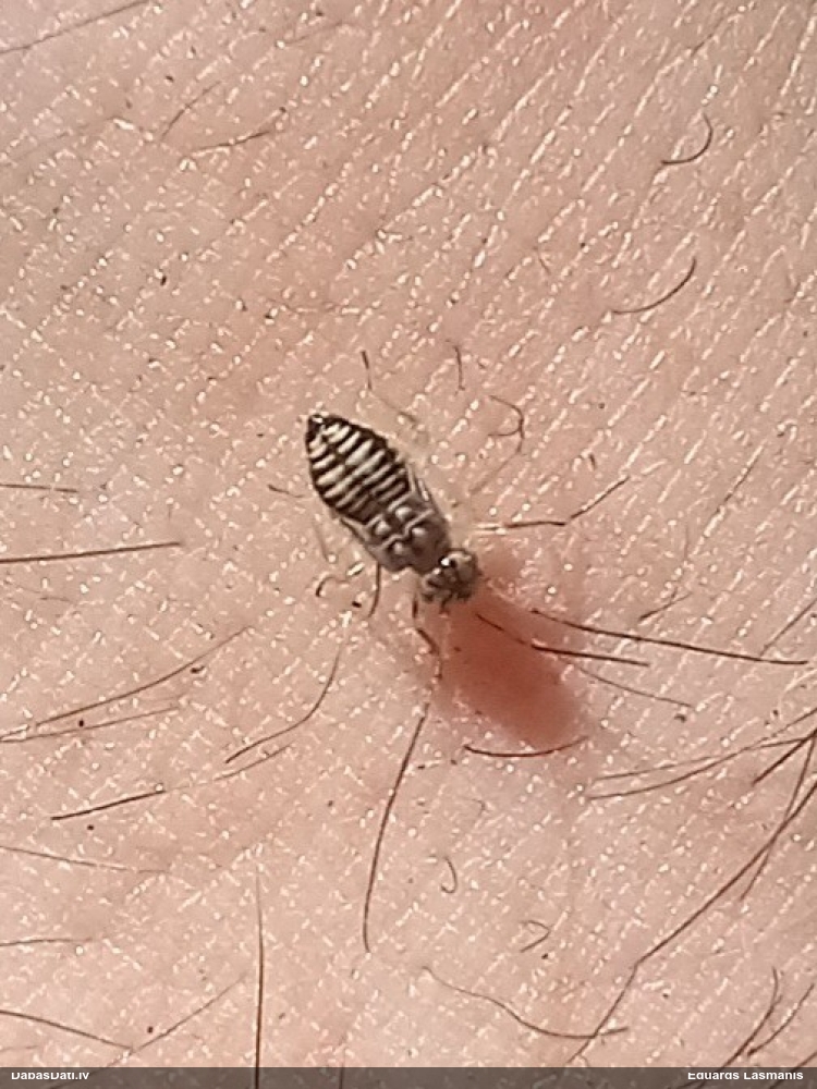Ķērpjuts (nenoteikta)
