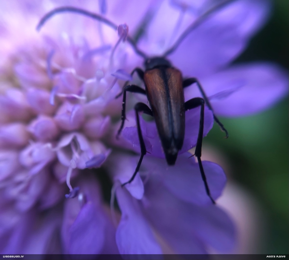 Koksngrauzis Stenurella melanura