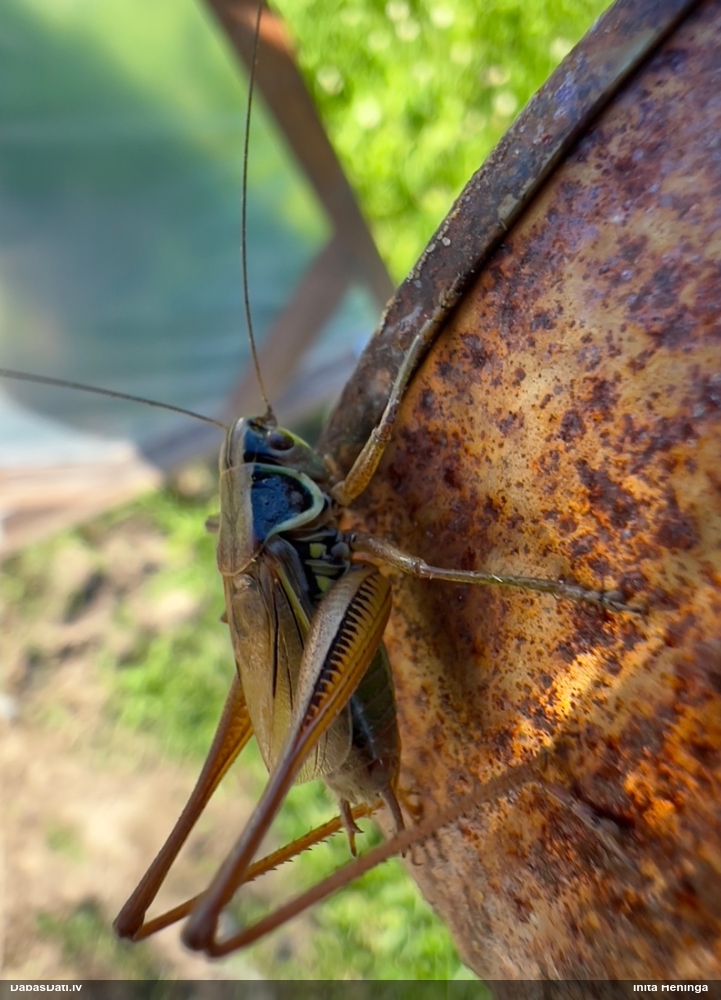 Sienāzis Metrioptera roeselii