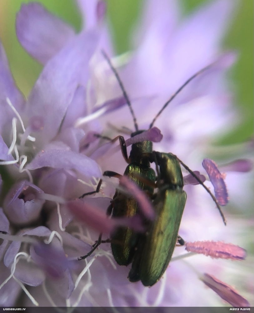 Māņkoksngrauzis Chrysanthia geniculata