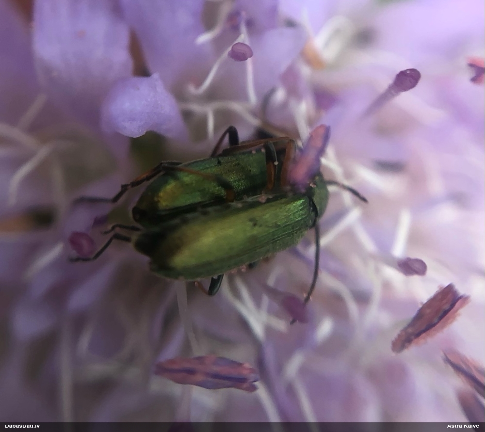 Māņkoksngrauzis Chrysanthia geniculata