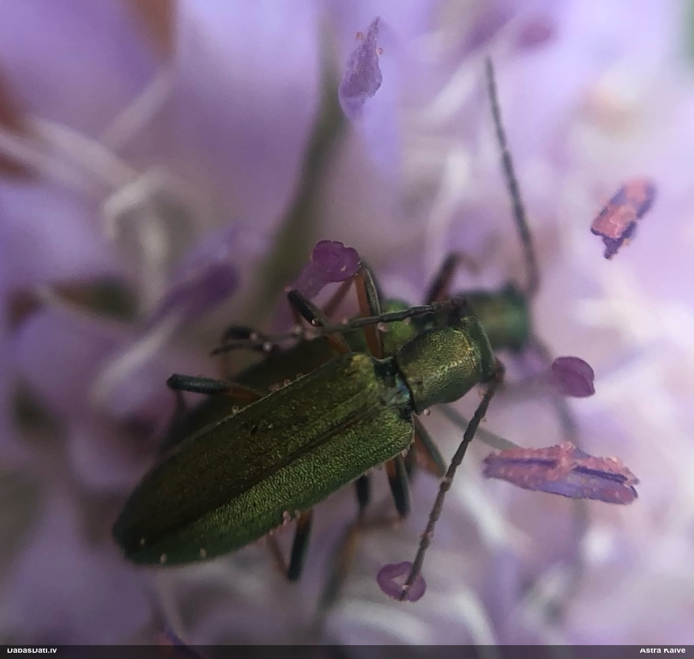 Māņkoksngrauzis Chrysanthia geniculata