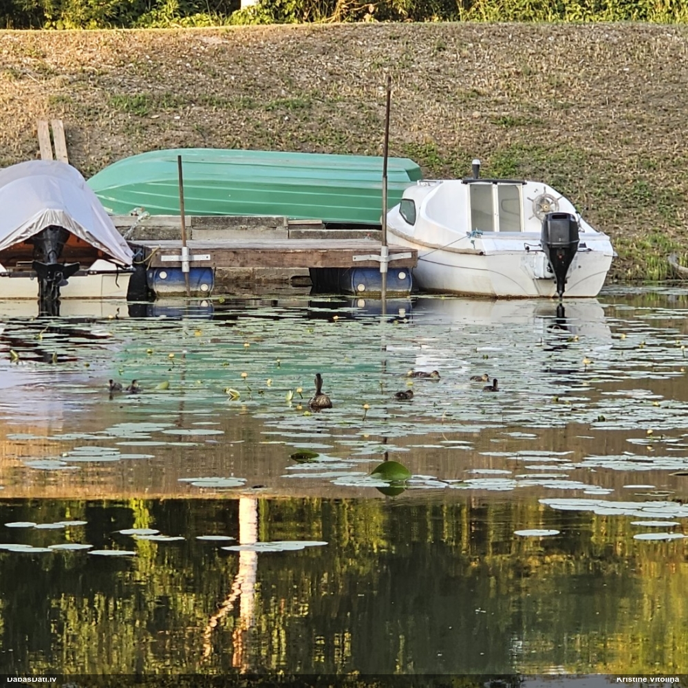 кряква