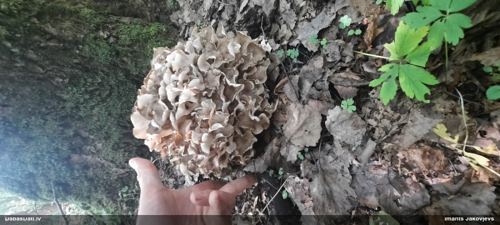 Čemurainā čemurene