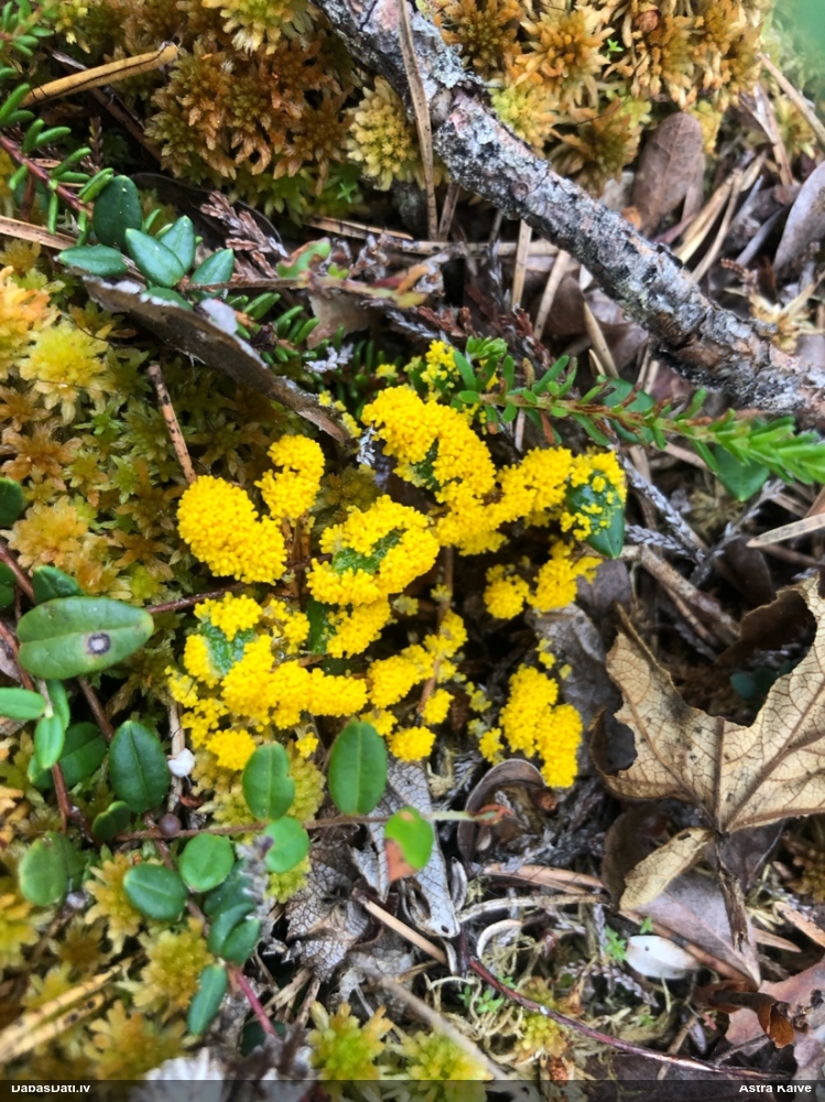 Zaļganā pumpurīte