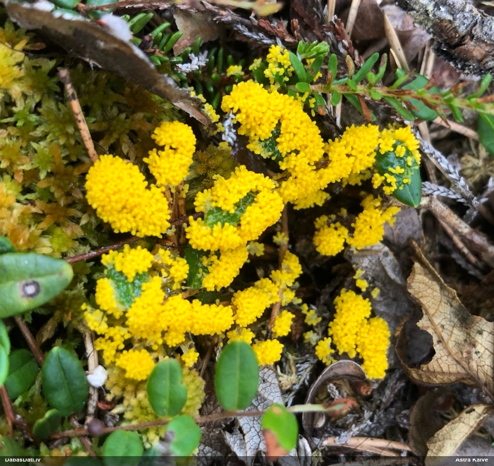 Zaļganā pumpurīte