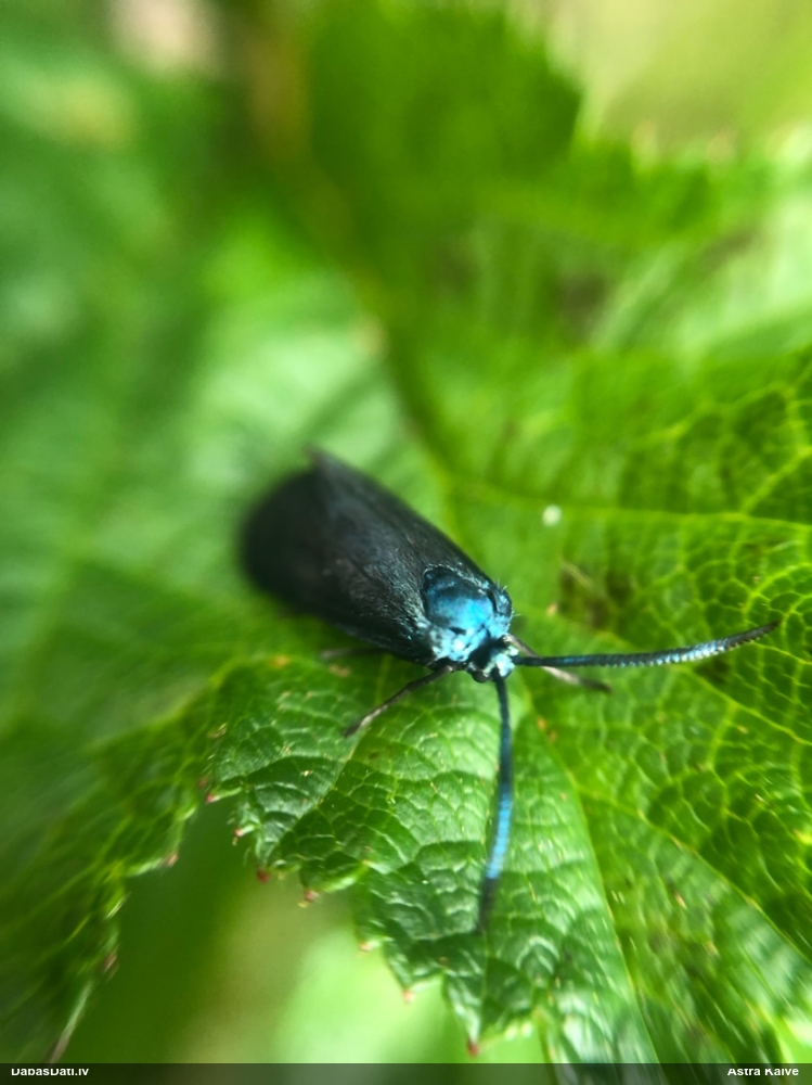 Zilganais zaigspārnis