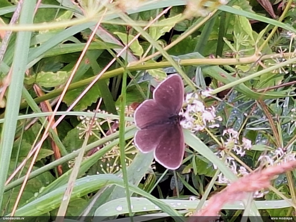 Parastais samtenis