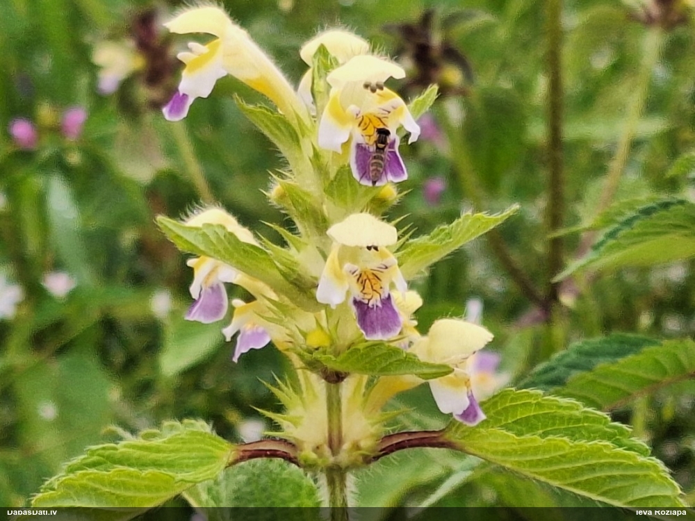 large-flowered Hemp-nettle