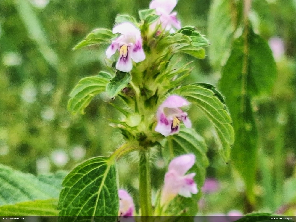 large-flowered Hemp-nettle