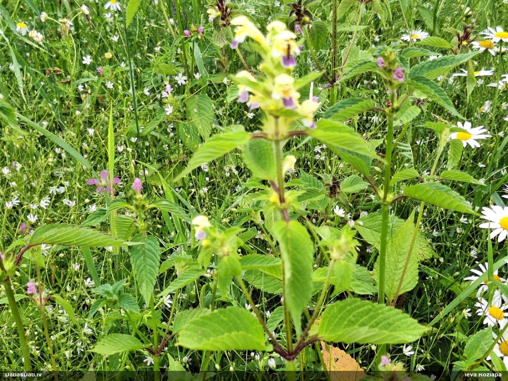 large-flowered Hemp-nettle