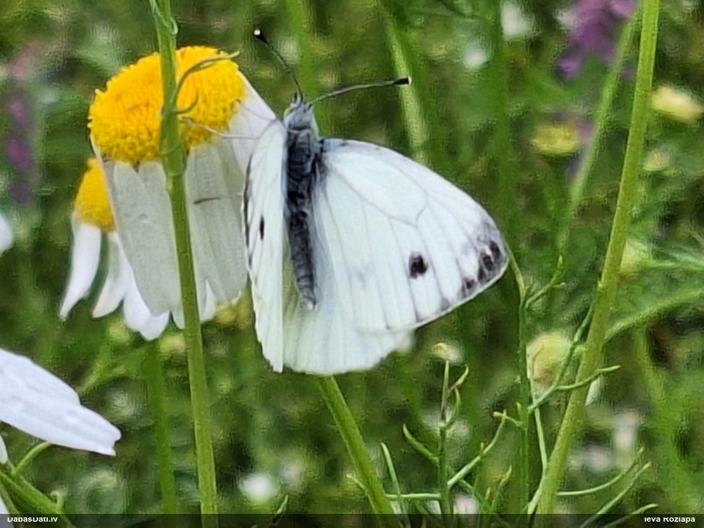 Kāļu baltenis