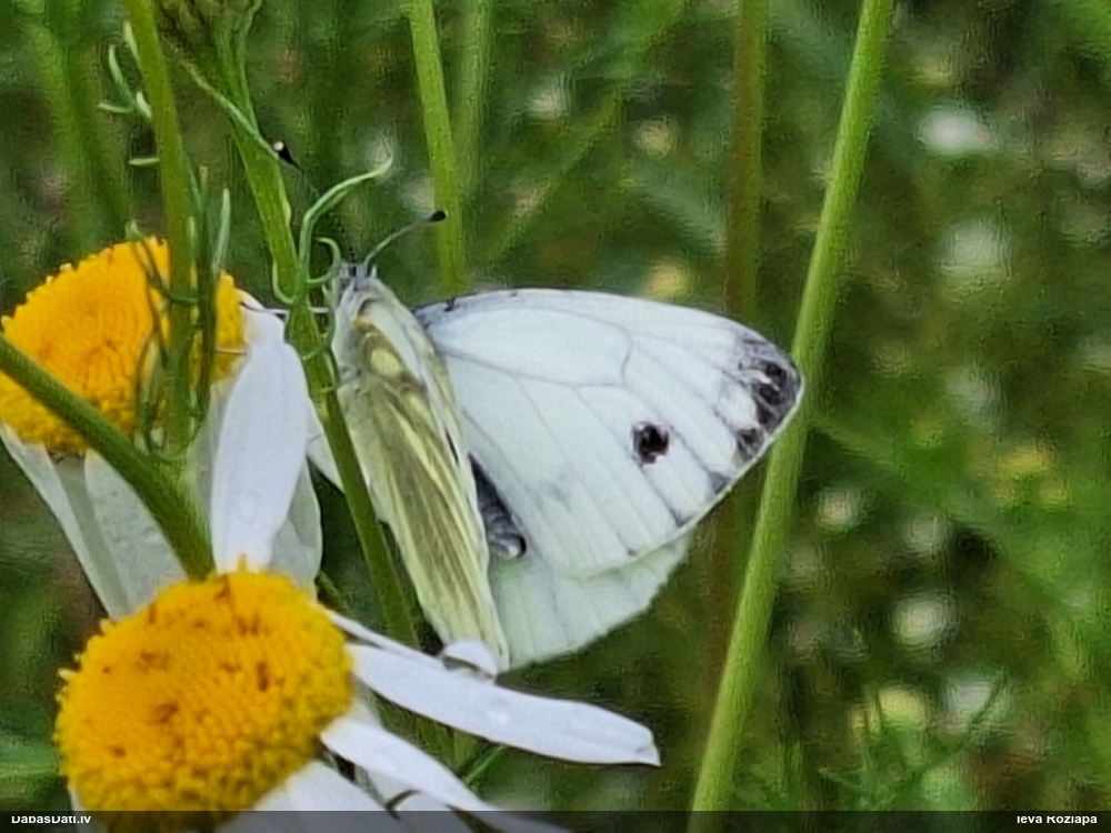 Kāļu baltenis
