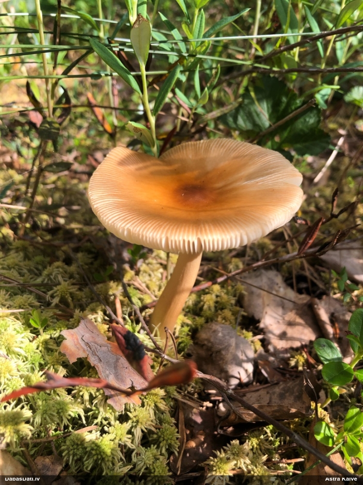 Dzeltenbrūnā makstsēne