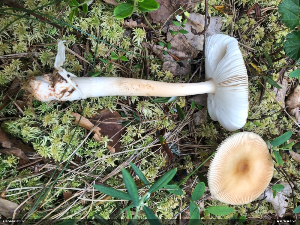 Dzeltenbrūnā makstsēne